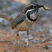 Long-tailed Ground Roller