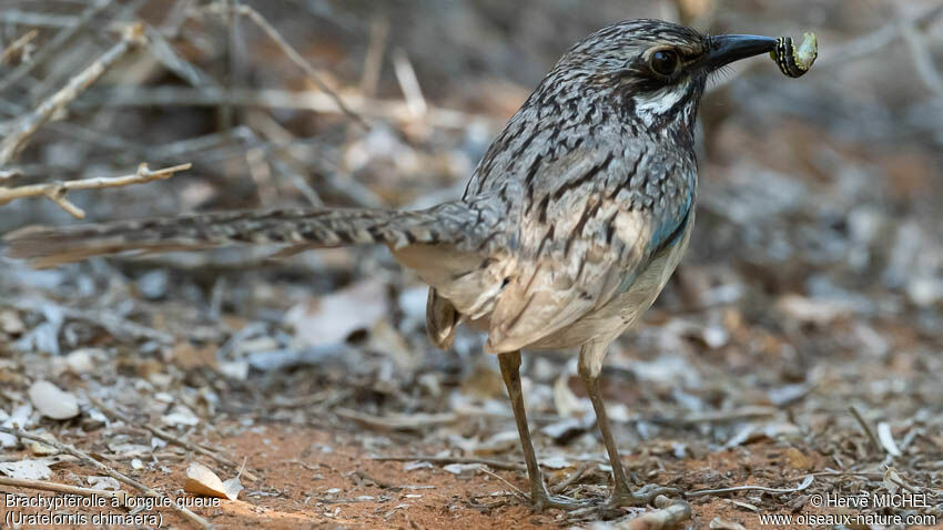 Long-tailed Ground Roller female adult