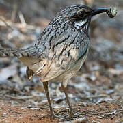 Long-tailed Ground Roller