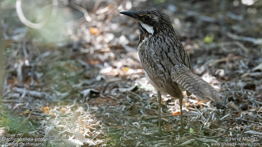 Long-tailed Ground Roller female adult