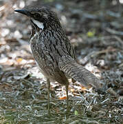 Long-tailed Ground Roller