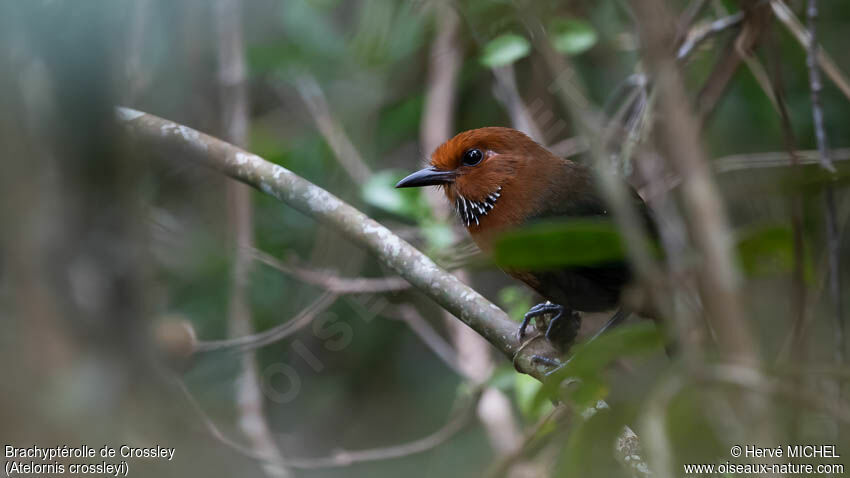 Rufous-headed Ground Rolleradult