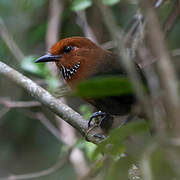 Rufous-headed Ground Roller