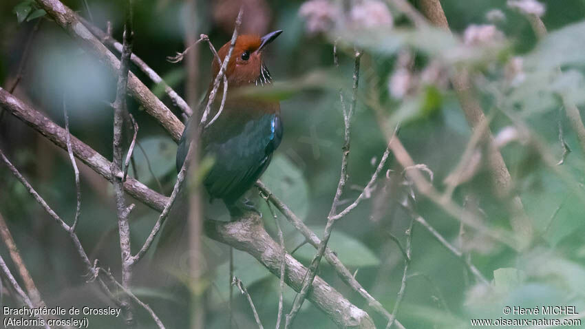 Rufous-headed Ground Rolleradult