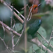 Rufous-headed Ground Roller