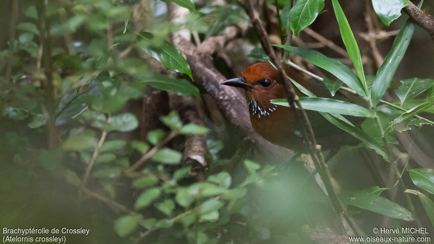 Rufous-headed Ground Roller