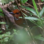 Rufous-headed Ground Roller