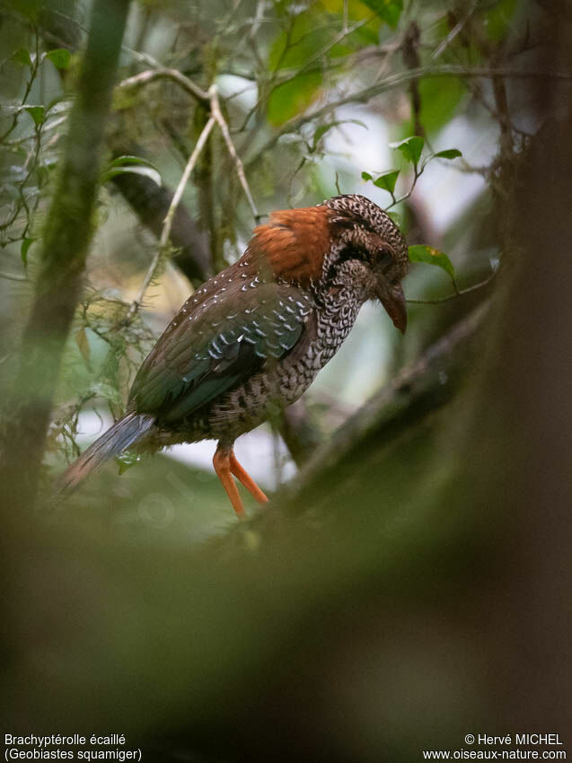 Brachyptérolle écaillé mâle adulte, chant