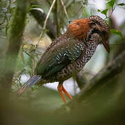 Scaly Ground Roller