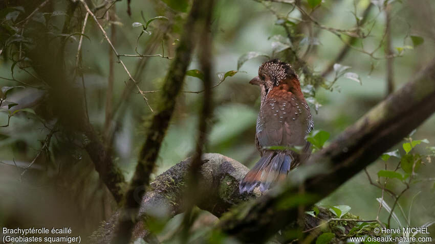 Scaly Ground Roller male adult