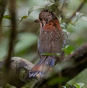 Scaly Ground Roller