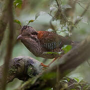 Scaly Ground Roller