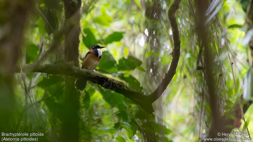 Pitta-like Ground Roller male adult, habitat