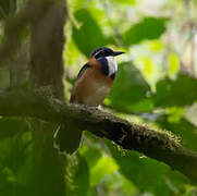 Pitta-like Ground Roller