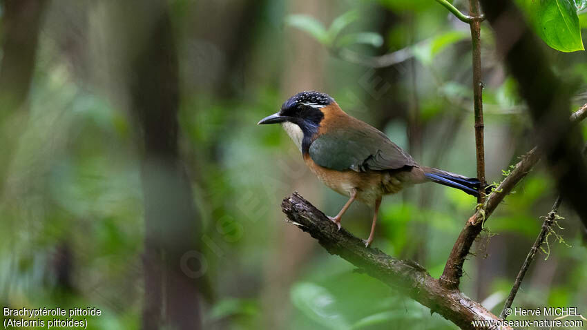 Pitta-like Ground Roller male adult