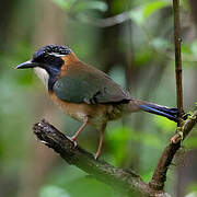 Pitta-like Ground Roller