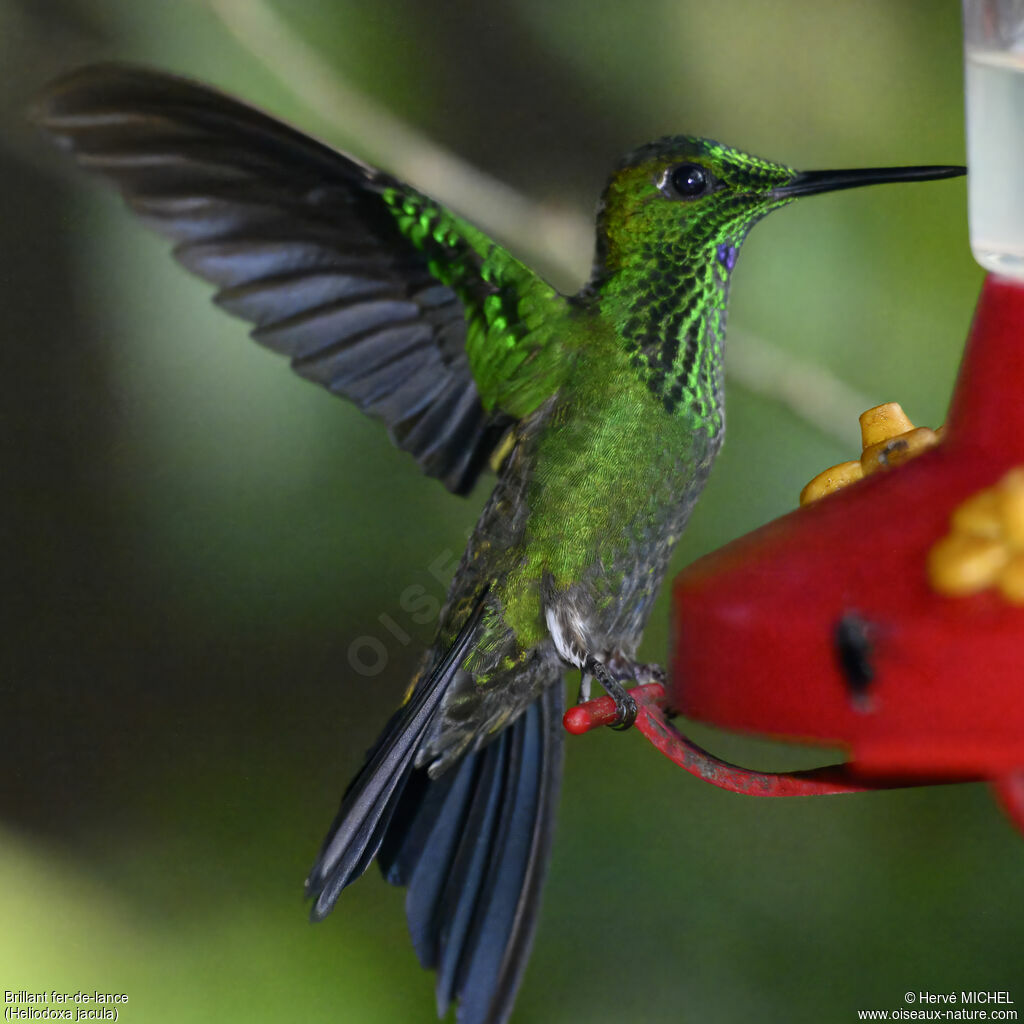 Green-crowned Brilliant male adult