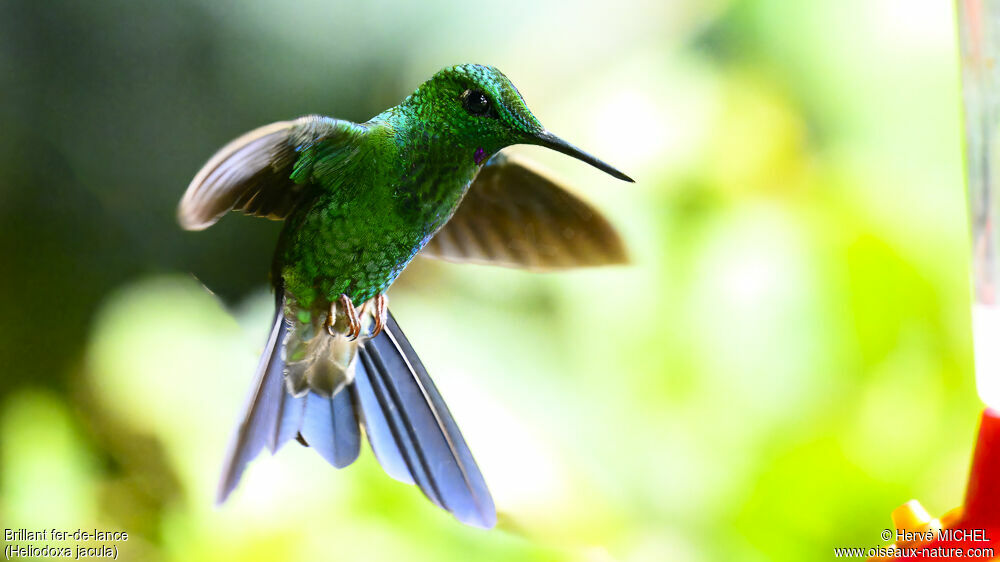 Green-crowned Brilliant