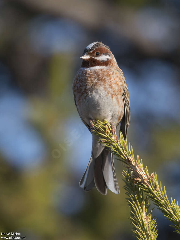 Pine Bunting male adult breeding, habitat, pigmentation