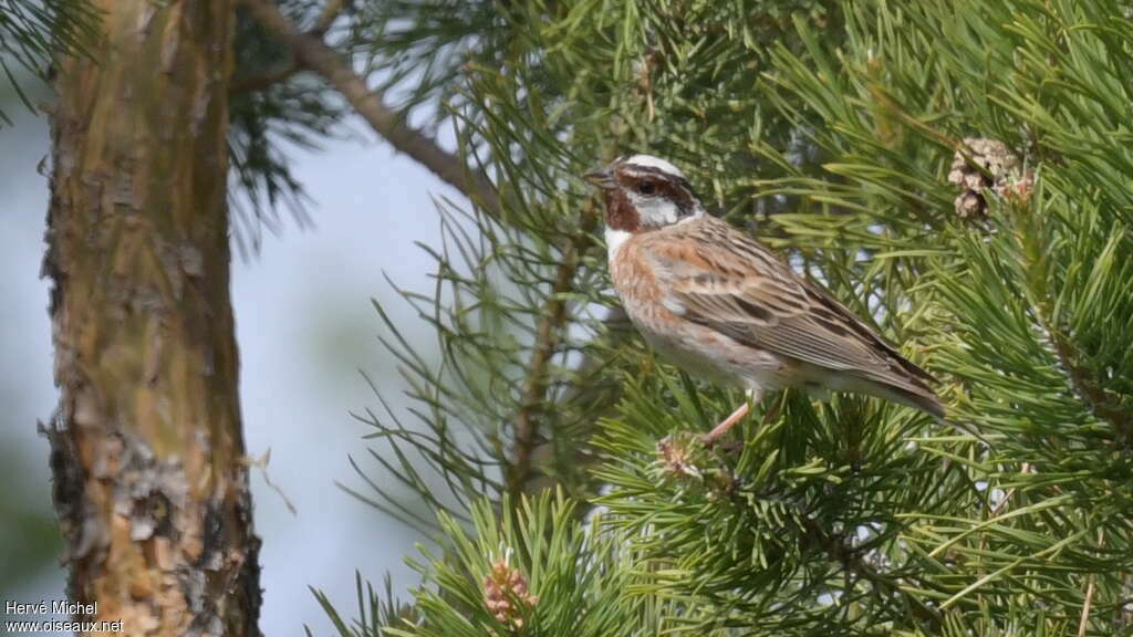 Pine Bunting male adult breeding, habitat, pigmentation