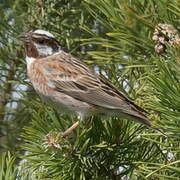 Pine Bunting