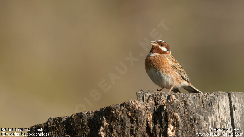 Pine Bunting male adult breeding