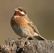 Pine Bunting