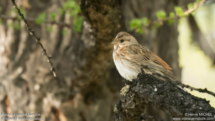 Pine Bunting female adult