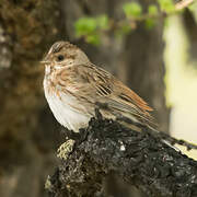 Pine Bunting