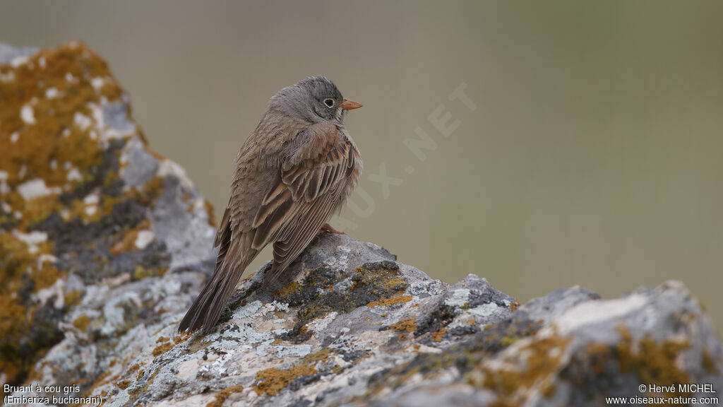 Bruant à cou gris mâle adulte nuptial