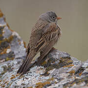 Grey-necked Bunting