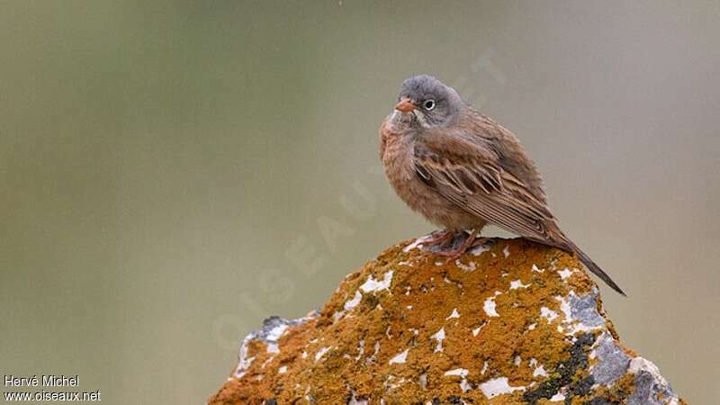 Grey-necked Bunting male adult breeding, habitat, pigmentation