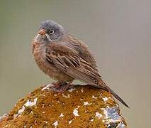 Grey-necked Bunting