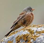 Grey-necked Bunting