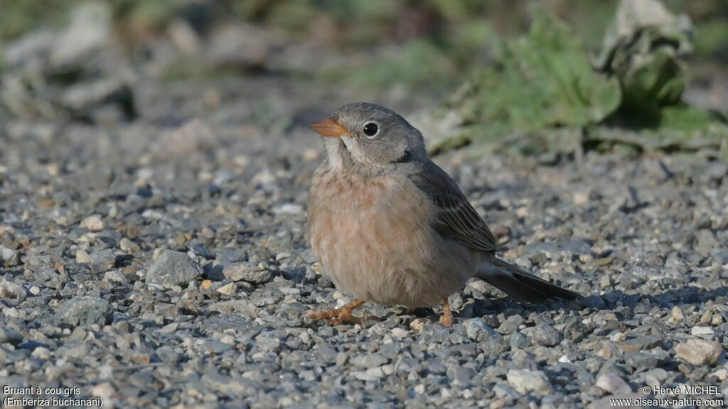 Bruant à cou gris femelle adulte