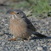 Grey-necked Bunting