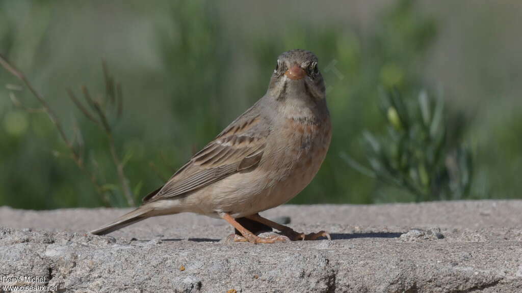 Bruant à cou gris femelle adulte, identification