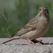 Grey-necked Bunting