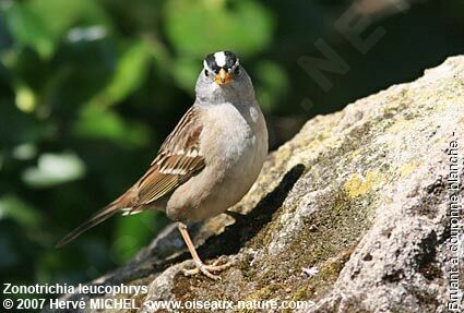 Bruant à couronne blancheadulte nuptial