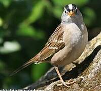 White-crowned Sparrow