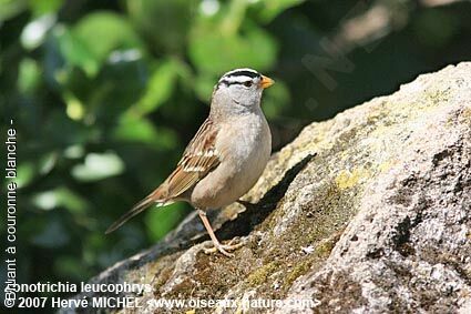 White-crowned Sparrowadult breeding