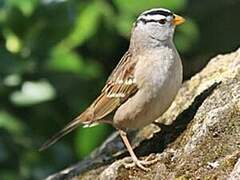 White-crowned Sparrow