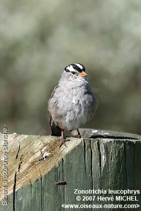 Bruant à couronne blancheadulte nuptial