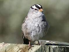 Bruant à couronne blanche