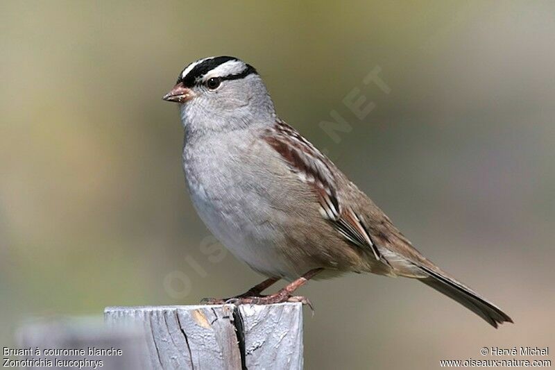 White-crowned Sparrowadult breeding