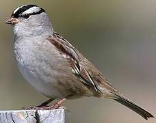 White-crowned Sparrow