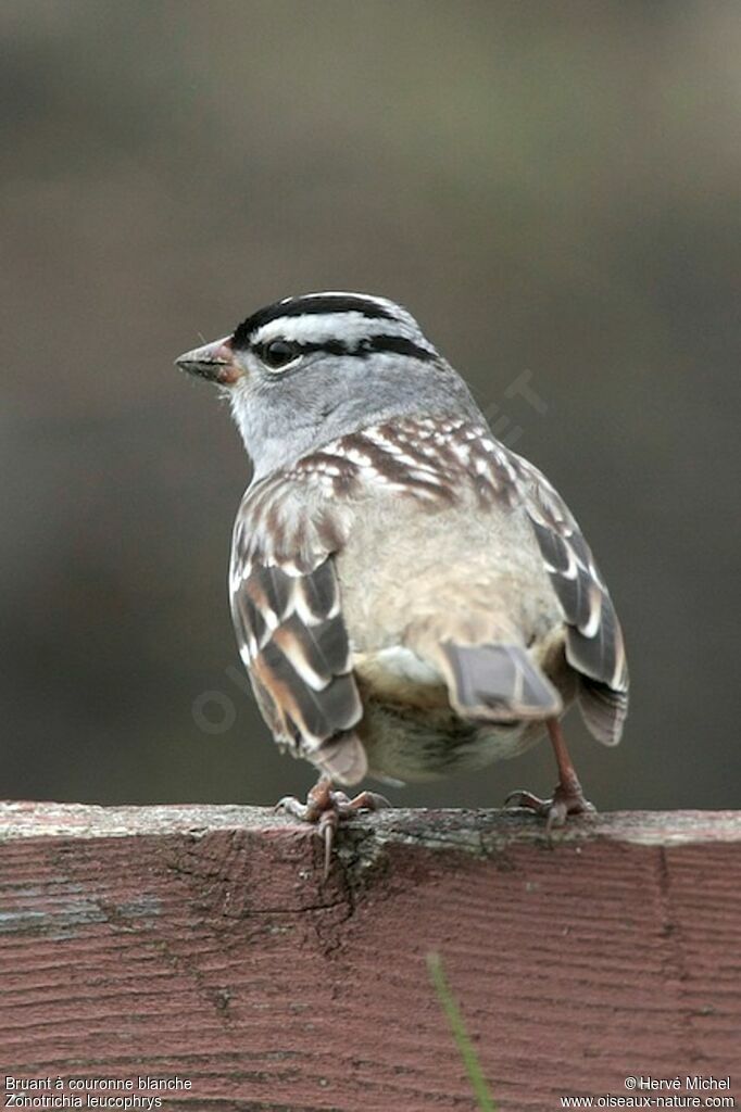 Bruant à couronne blancheadulte nuptial