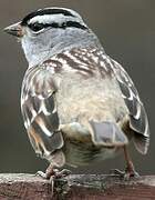 White-crowned Sparrow