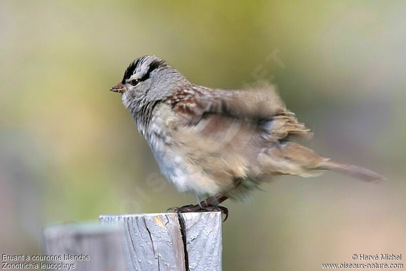 White-crowned Sparrowadult breeding