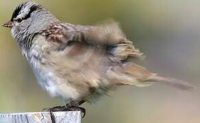 Bruant à couronne blanche